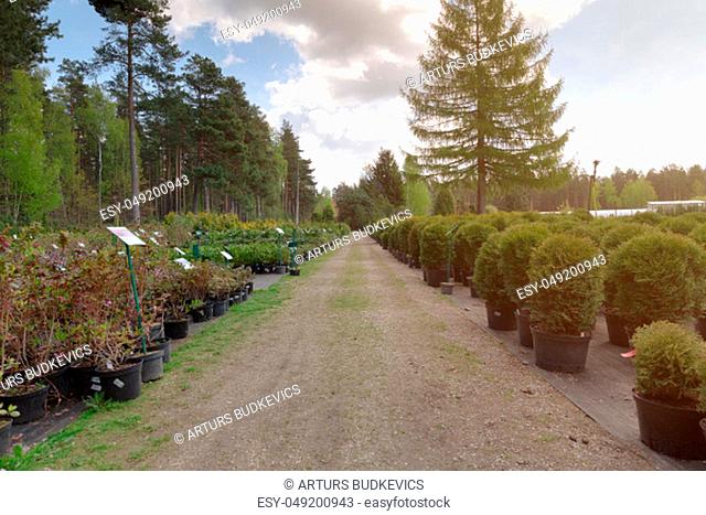 Row of coniferous trees in tree plant garden nursery. Thuja trees at plant nursery