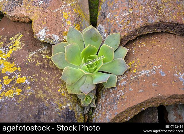 Aeonium (roofwort) between roof tiles, mountain village Masca In the Teno Mountains, Masca, Tenerife, Spain, Europe