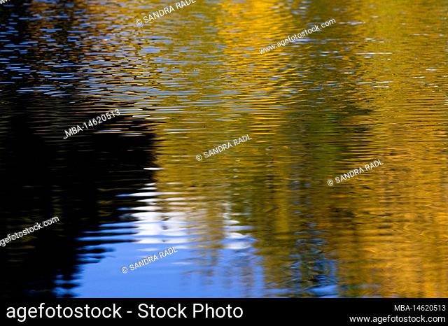 yellow autumn leaves and blue sky reflected in the lake, Tourbière de Lispach near La Bresse, France, Grand Est region, Vosges Mountains