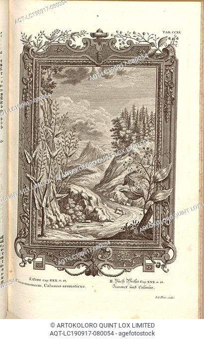 Cinnamonum, Calamus aromaticus, Parallel title: Zimmet and Calmus, Signed: J. G. Pintz sculps, copperplate engraving, plate CCXI (Vol