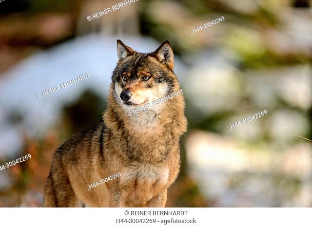 Canine, Canis lupus, European wolf, frost, grey wolf, doggy, Isegrimm, cold, emergency time, predator, predators, snow, winter, wolf, wolves
