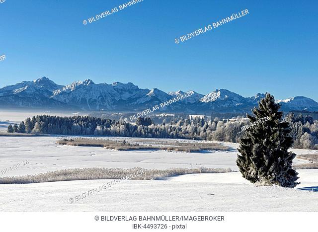 Frozen Forggensee in winter, Illasberg, near Roßhaupten, Ammergau Alps, Ostallgäu, Swabia, Bavaria, Germany