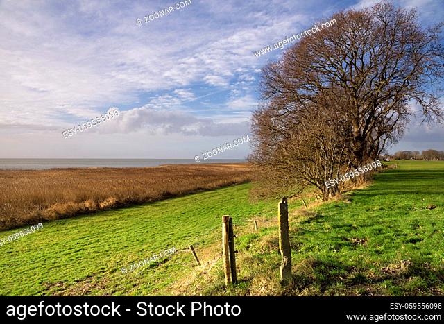 Trees on the Mirnser cliff near the small hamlet Rijs in the Dutch province Friesland