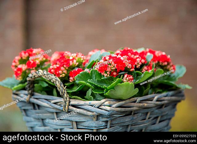 Red blooming begonia flowers in a reed flower pot outdoor