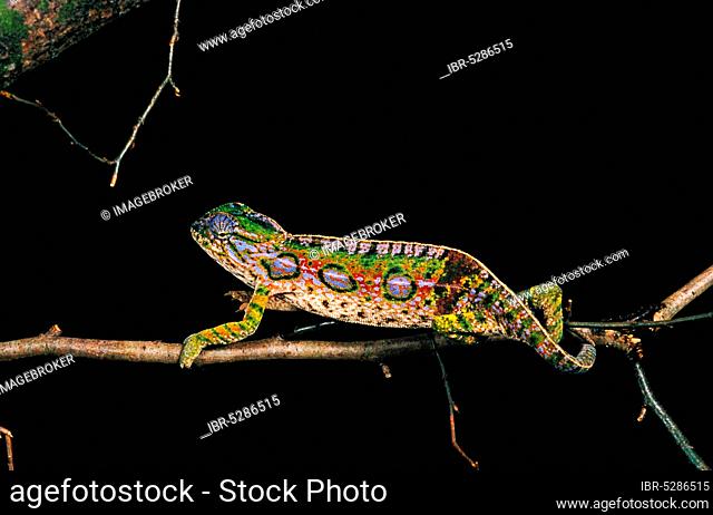 Madagascar jeweled chameleon (furcifer campani), Adult against black background