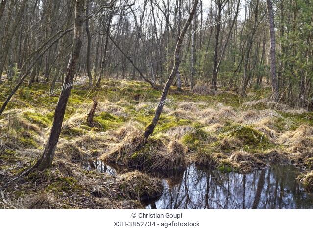 Carex like-grass bed in birch and oak undergrowth, ""Vallee moussue site"" (Mossy Valley Site""), Forest of Rambouillet, Haute Vallee de Chevreuse Regional...