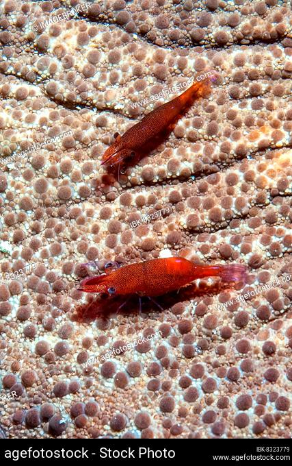 Extreme close-up photo of pair of starfish partner shrimp (Zenopontonia soror), Pacific Ocean, Philippine Sea, Visayas Islands, Philippines, Asia