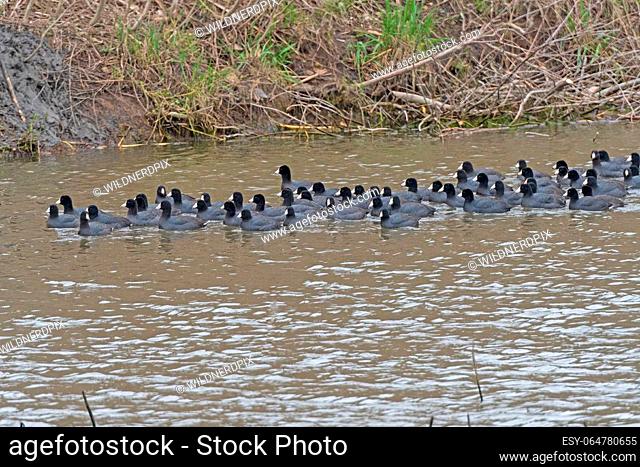 A Large Group of American Coots in a Wildlife Refuge in the Ted Shanks Wildlife Management Area in Missouri
