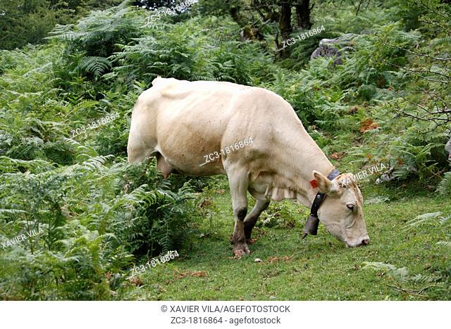 Cow in the natural park of Gorbeia, Basque Country, Spain