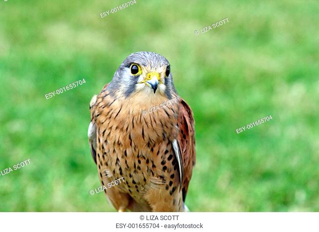 bird of prey near grass