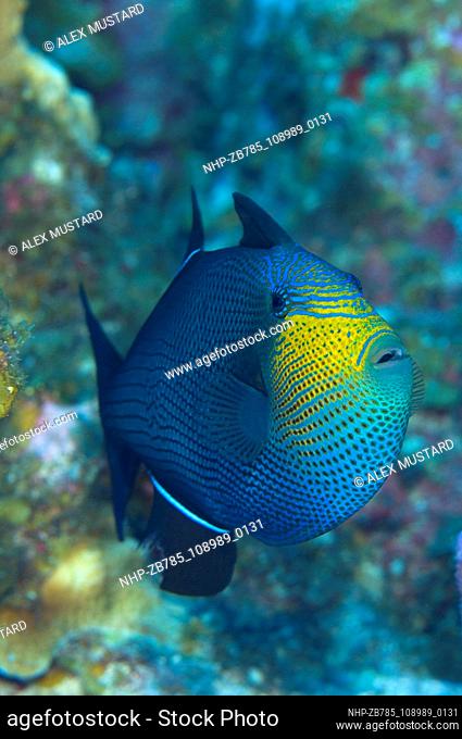Durgeon, triggerfish, Melichthys niger, face, portrait, fish, Cayman, Caribbean, Atlantic  Date: 08/09/2006   Ref: ZB785-108989-0131  COMPULSORY CREDIT: Oceans...