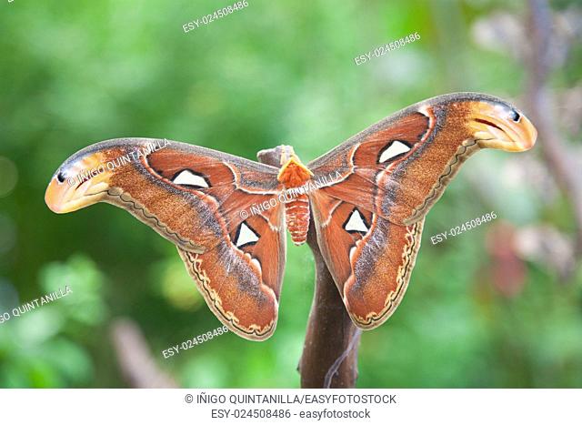beautiful tropical orange, brown and white moth butterfly named Attacus Atlas, from Saturniidae family, also known as Atlas moth, in branch plant