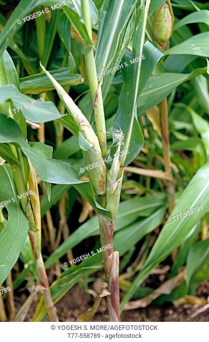 Farm of Maize. Family: Poaceae. Genus: Zea. Species: Z. mays. The stems superficially resemble bamboo canes and the joints (nodes) are about 20–30 cm (8–12 in)...