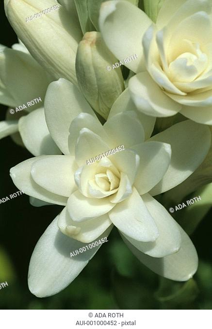 Polianthes tuberosa - white - waxy petals - mysterious fragrance right from their heart