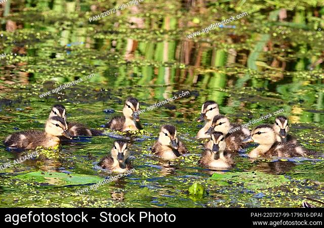 22 June 2022, Brandenburg, Trebbin: 22.06.2022, Berlin. Small mallards (Anas platyrhynchos) swim between duckweed and water lilies on the Pfefferfliess