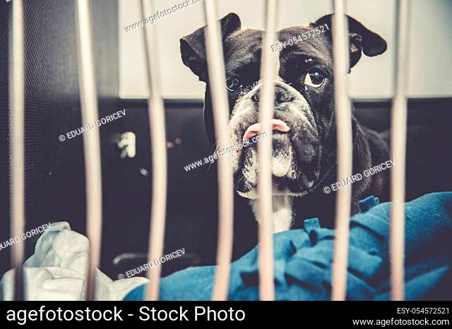 dog in cage after leg surgery at veterinary clinic