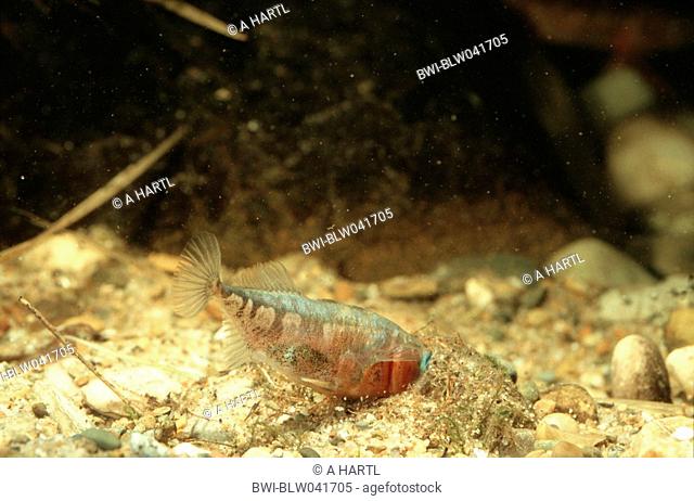 three-spined stickleback Gasterosteus aculeatus, male during nest-building, Germany, Bavaria