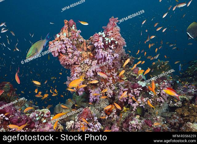 Colored Coral Reef, South Male Atoll, Maldives