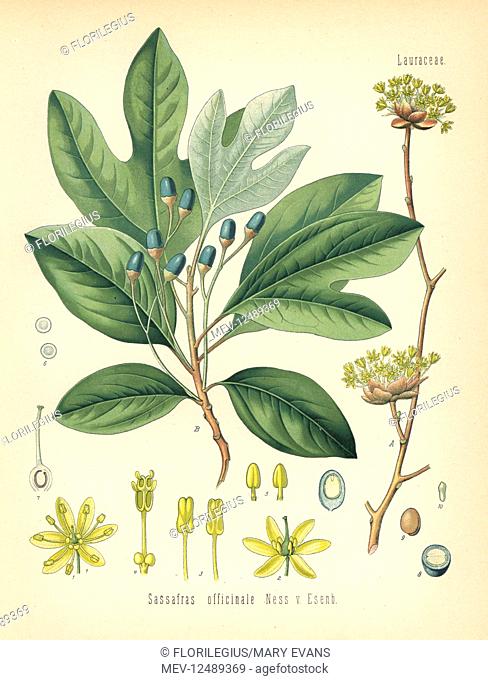 White sassafras, Sassafras albidum (Sassafras afficinale). Chromolithograph after a botanical illustration from Hermann Adolph Koehler's Medicinal Plants