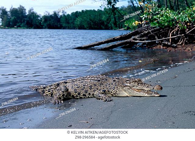 Indopacific or estuarine crocodile (Crocodylus porosus) sunbathing on beach (thermoregulation). Tropical India to Vanuatu