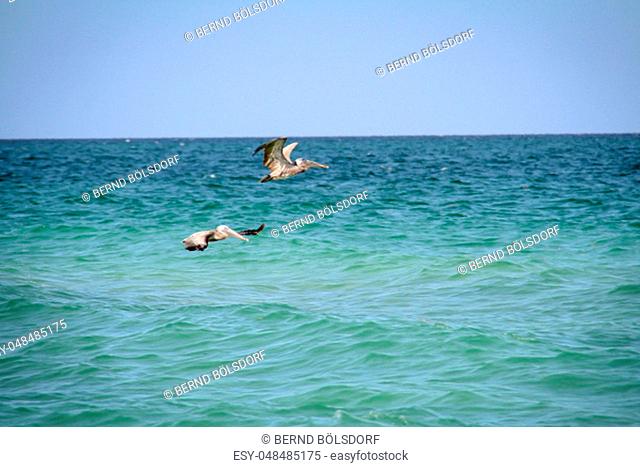 Pelican, Black Pelican in flight