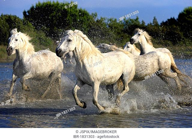 Camargue horses (Equus caballus), herd, gallopping through water, Saintes-Marie-de-la-Mer, Camargue, France, Europe