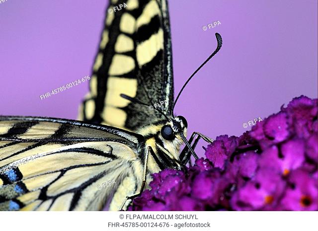 Common Swallowtail Papilio machaon adult, feeding on Buddleia Buddleja sp flowers captive