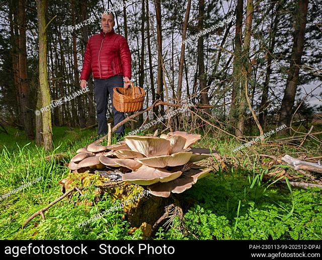 11 January 2023, Brandenburg, Drebkau: Lutz Helbig, mushroom consultant, shows the winter mushroom species oyster mushroom in a forest in Lusatia