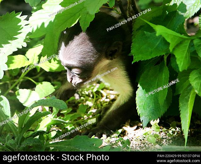 28 April 2022, North Rhine-Westphalia, Duisburg: The baby Roloway's guenon, only seven days old, explores the enclosure's surroundings at Duisburg Zoo