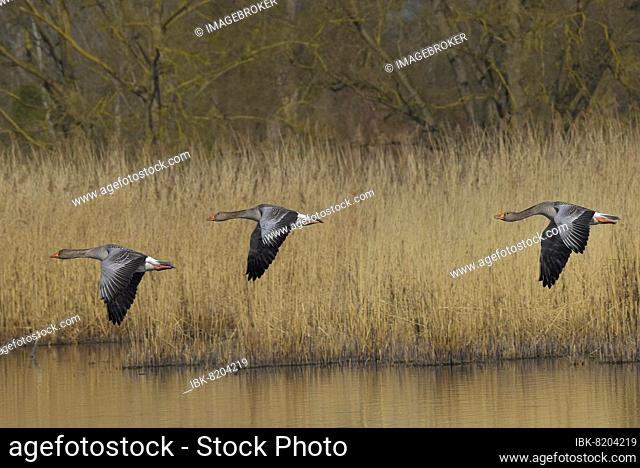 Greylag goose (Anser anser), three in flight in front of reed belt, Hesse, Germany, Europe