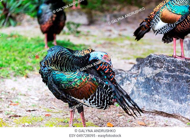 Wild Ocellated turkey in Tikal National Park, Gutemala. South America