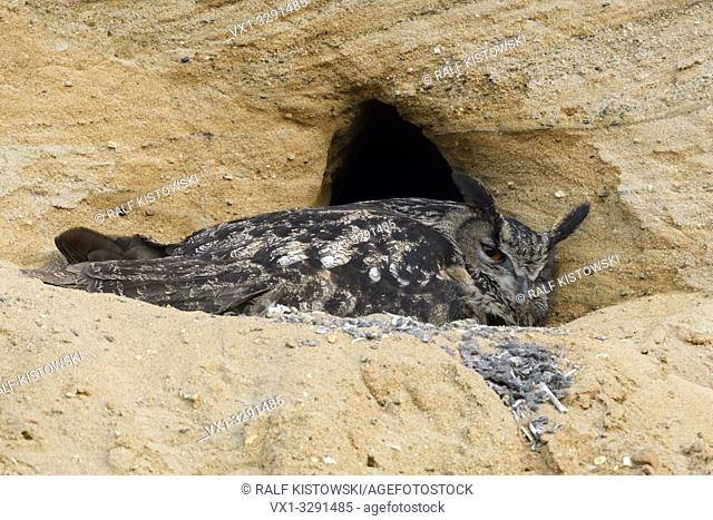 Eurasian Eagle Owl / Europaeischer Uhu ( Bubo bubo ), breeding site, adult gathering its chicks, in a sand pit, wildlife, Europe