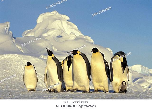 Emperor-penguins, Aptenodytes forsteri