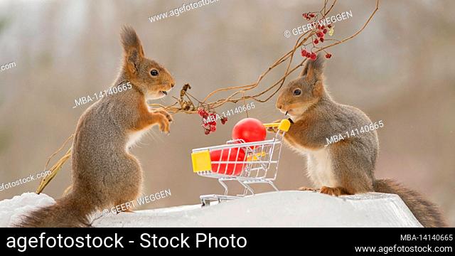 close up of red squirrel standing with a easter bunny with eggs and shopping cart