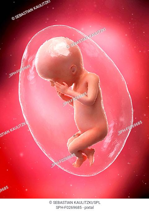 Foetus at week 23, computer illustration