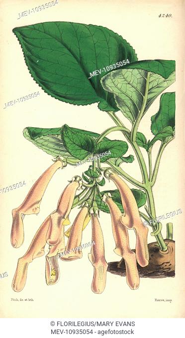 Tuberous rooted gesneria brick-coloured variety, Gesneria bulbosa var. laterita. . Handcoloured botanical illustration drawn and lithographed by Walter Hood...