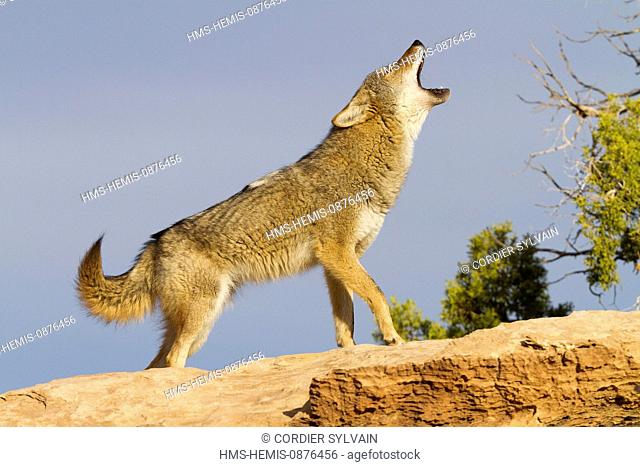 United States, Utah, near Moab, Coyote (Canis latrans)