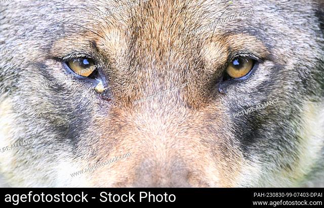 29 August 2023, Lower Saxony, Springe: A wolf stands in the enclosure at the Wisentgehege Springe. The Eurasian wolves in the zoo had offspring in May