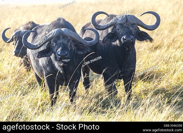 Africa, East Africa, Kenya, Masai Mara National Reserve, National Park, savannah, African buffalo or Cape buffalo (Syncerus caffer)