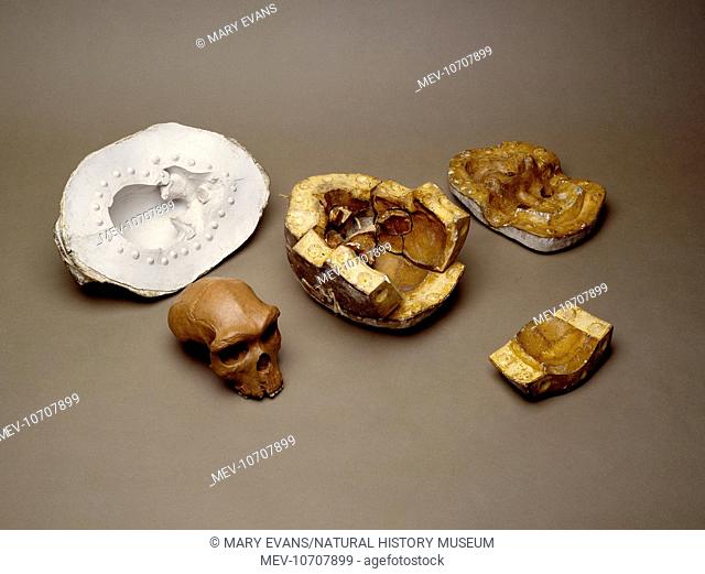 The cranium and plaster cast belonging to Broken Hill Man (Homo Heidelbergensis) discovered at Broken Hill Mine, Kabwe, Zambia by T