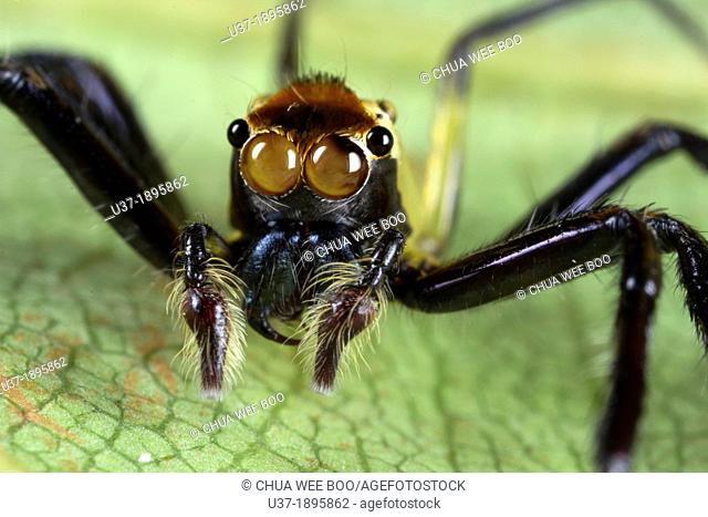 Jumping spider Salticidae. Image taken at Kampung Satau, Sarawak, Malaysia