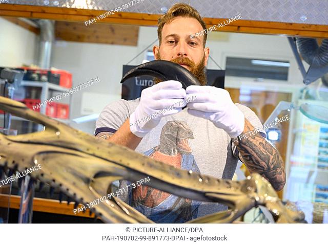 02 July 2019, Lower Saxony, Rehburg-Loccum: Marco Schade, paleontologist at the Ludwig Maximilian University in Munich, holds an impression of a thumb claw of a...
