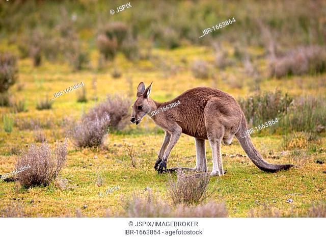 Eastern Grey Kangaroo (Macropus giganteus), female adult, Wilson Promontory National Park, Victoria, Australia