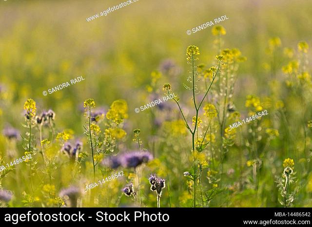 yellow flowers of white mustard and purple Phacelia flowers on a field, evening light, Germany, Hesse, Nature Park Lahn-Dill-Bergland