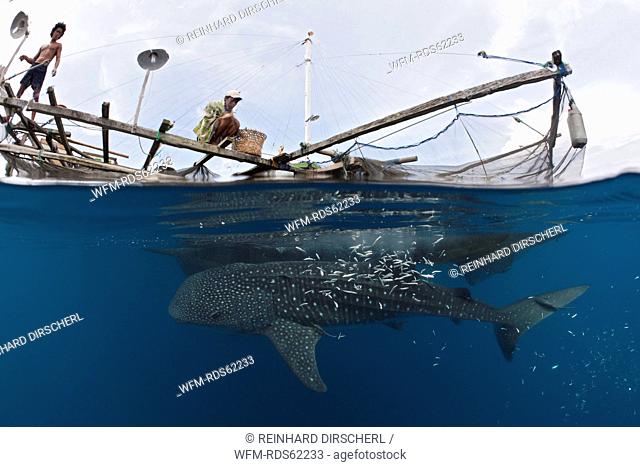 Whale Shark underneath Fishing Platform called Bagan, Rhincodon typus, Cenderawasih Bay, West Papua, Indonesia