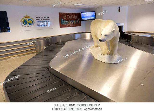 Polar Bear (Ursus maritimus) stuffed adult, at baggage claim in airport, Longyearbyen, Spitsbergen, Svalbard, September