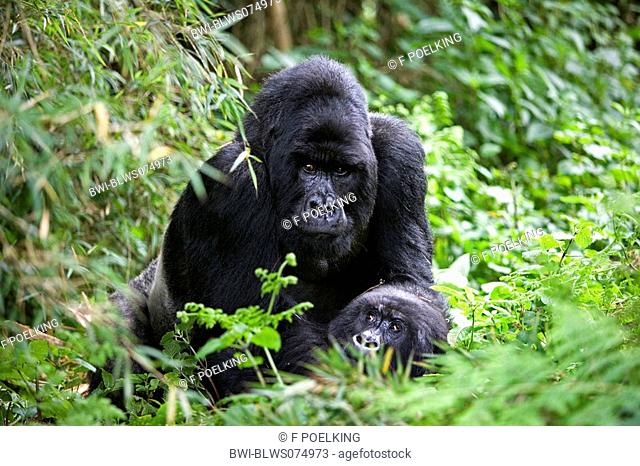 mountain gorilla Gorilla gorilla beringei, Mating, Rwanda, Virunga Volcanoes Mountains, Volcano national park