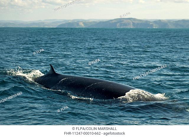 Bryde's Whale (Balaenoptera edeni) adult, swimming at sea surface, offshore Port St. Johns, Wild Coast, Eastern Cape (Transkei), South Africa, July