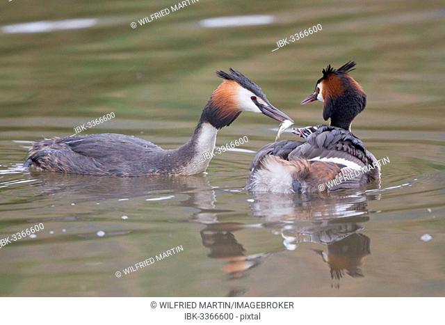 Great Crested Grebe (Podiceps cristatus), family, feeding chick in plumage, North Hesse, Hesse, Germany