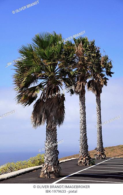 Three palm trees, Santo Domingo de Garafia, La Palma, La Isla Verde, La Isla Bonita, Canary Islands, Islas Canarias, Spain, Europe